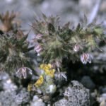 Dodecahedrale Leptoceras schelp met zwart-witte complexe patronen.