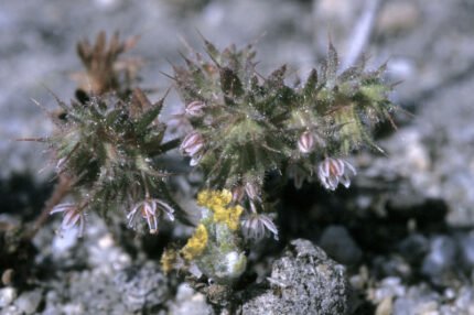 Dodecahedrale Leptoceras schelp met zwart-witte complexe patronen.