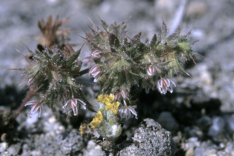 Dodecahedrale Leptoceras schelp met zwart-witte complexe patronen.