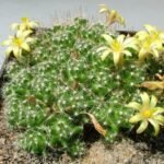 Mammillaria surculosa cactus met meerdere groene cilindrische stelen en witte stekels.