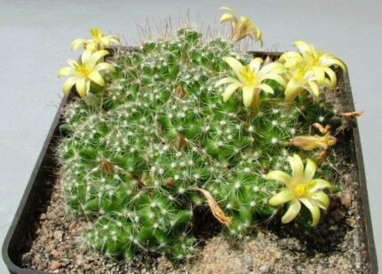 Mammillaria surculosa cactus met meerdere groene cilindrische stelen en witte stekels.