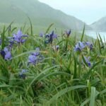 Blauwe Iris douglasiana bloem in volle bloei.