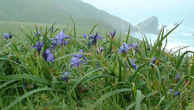Blauwe Iris douglasiana bloem in volle bloei.
