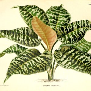 Dracaena goldieana plant met groen blad en gele accenten.