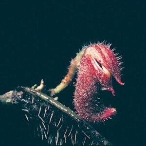 Delicate witte bloem Dresslerella archilae met paarse accenten op heldere achtergrond.