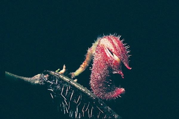 Delicate witte bloem Dresslerella archilae met paarse accenten op heldere achtergrond.