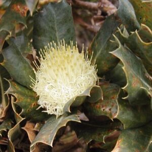 Banksia sessilis bloem in natuurlijke omgeving met Cape Naturaliste achtergrond.