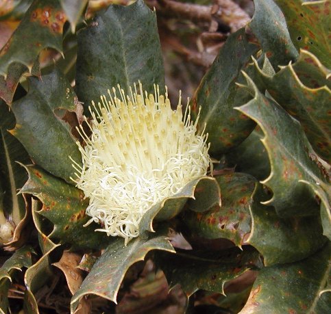 Banksia sessilis bloem in natuurlijke omgeving met Cape Naturaliste achtergrond.