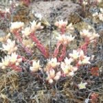 Zilvergroene Dudleya plant met roze bloemen op rotsige achtergrond.