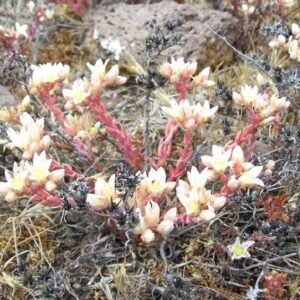Zilvergroene Dudleya plant met roze bloemen op rotsige achtergrond.