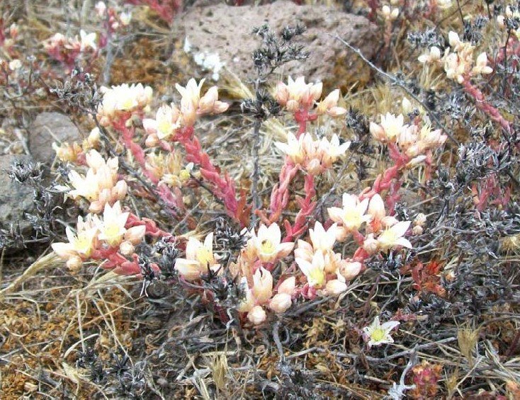 Zilvergroene Dudleya plant met roze bloemen op rotsige achtergrond.
