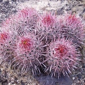 Green Echinocactus polycephalus cactus plant with multiple heads in desert landscape.