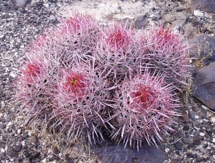 Green Echinocactus polycephalus cactus plant with multiple heads in desert landscape.