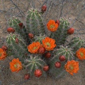 Echinocereus gurneyi cactus met heldere roze bloemen en stekels.