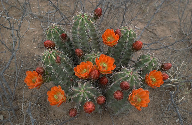 Echinocereus gurneyi cactus met heldere roze bloemen en stekels.