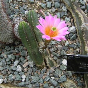 Echinocereus scheeri cactus met levendige roze bloemen in een woestijnlandschap.