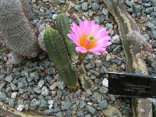 Echinocereus scheeri cactus met levendige roze bloemen in een woestijnlandschap.