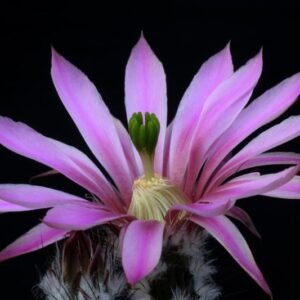 Bloeiende Echinocereus schmollii cactus met felroze bloemen.