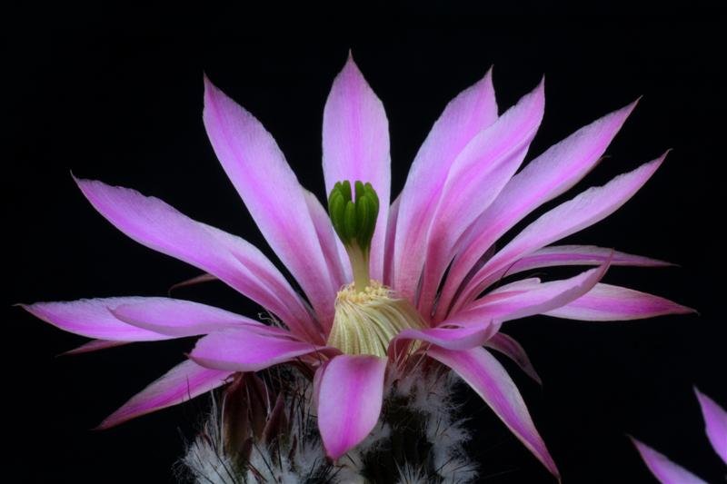 Bloeiende Echinocereus schmollii cactus met felroze bloemen.