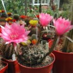 Lobivia cardenasiana cactus in bloei met levendige roze bloemen en groene stelen.