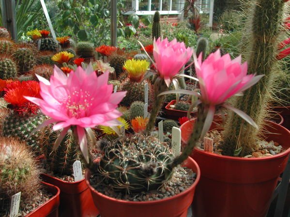 Lobivia cardenasiana cactus in bloei met levendige roze bloemen en groene stelen.