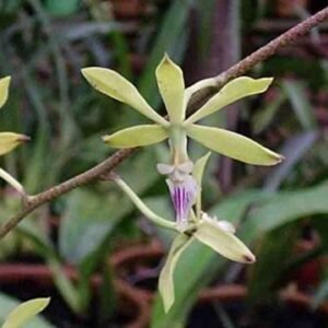 Encyclia ceratistes orchidee bloem in bloei op groene achtergrond.
