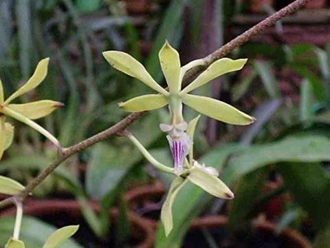 Encyclia ceratistes orchidee bloem in bloei op groene achtergrond.