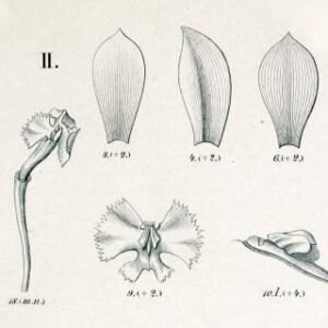 Epidendrum denticulatum orchidee bloem in flora brasiliensis stijl.