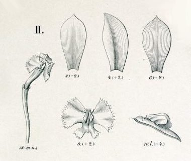 Epidendrum denticulatum orchidee bloem in flora brasiliensis stijl.