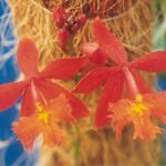 Orange Epidendrum radicans orchid blooming in a pot on wooden table.