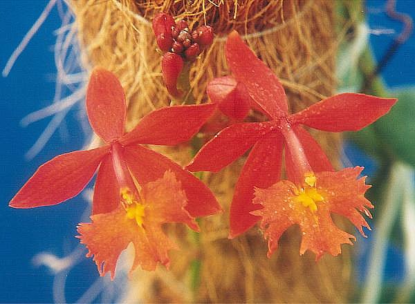 Orange Epidendrum radicans orchid blooming in a pot on wooden table.