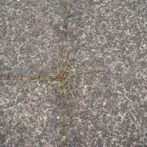 Eragrostis amabilis plant in close-up view with green foliage.