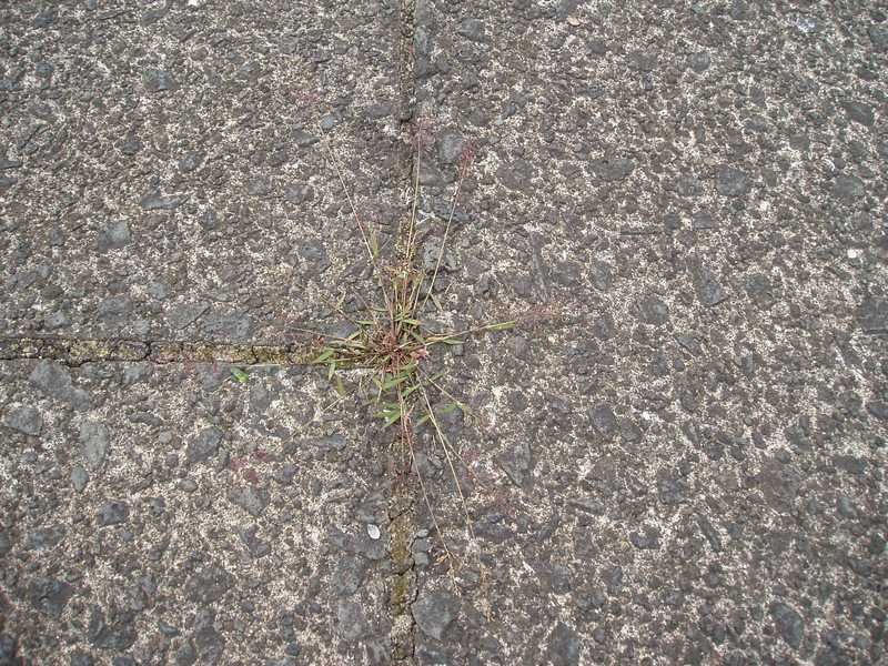 Eragrostis amabilis plant in close-up view with green foliage.