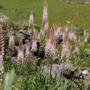 Eremurus robustus met lange witte bloemen en groene bladeren.