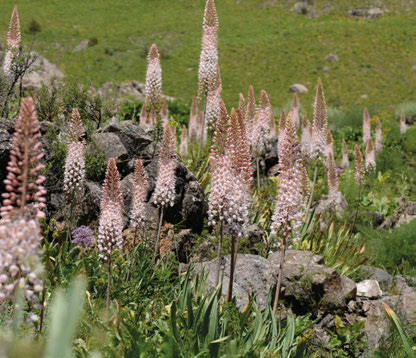 Eremurus robustus met lange witte bloemen en groene bladeren.