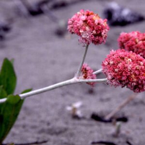 Eriogonum latifolium plant met zilvergroene bladeren en witte bloemen.