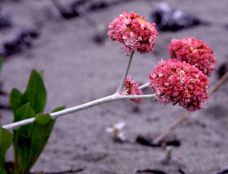 Eriogonum latifolium plant met zilvergroene bladeren en witte bloemen.
