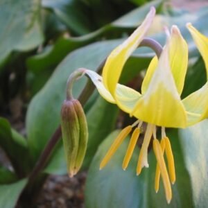 Erythronium 'Pagoda' met gele bloemen en groene bladeren op natuurlijke achtergrond.