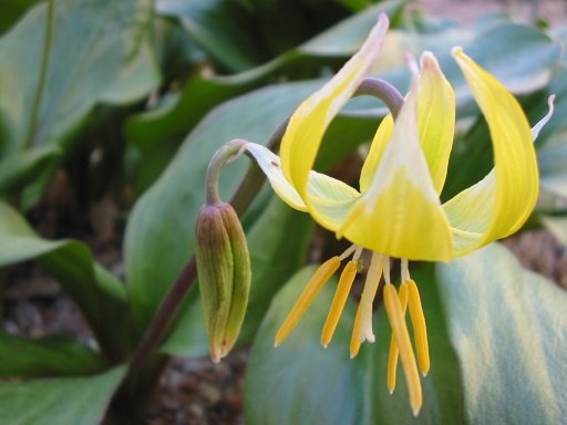 Erythronium 'Pagoda' met gele bloemen en groene bladeren op natuurlijke achtergrond.