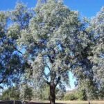 Eucalyptus melanophloia met ovale bladeren en blauwachtige tint, rode stelen en ruwe schors.