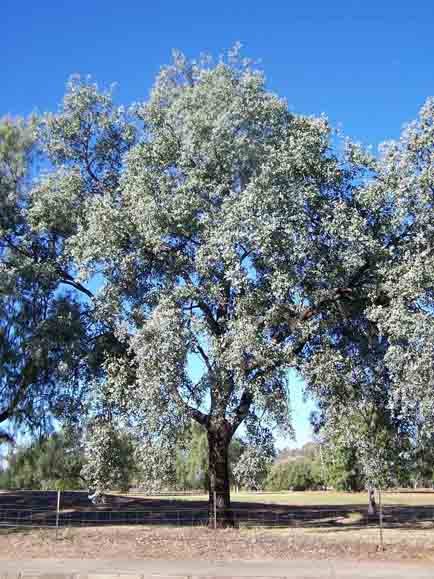 Eucalyptus melanophloia met ovale bladeren en blauwachtige tint, rode stelen en ruwe schors.