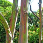 Kleurrijke regenboog eucalyptus bomen in het bos.