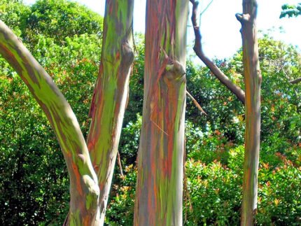 Kleurrijke regenboog eucalyptus bomen in het bos.