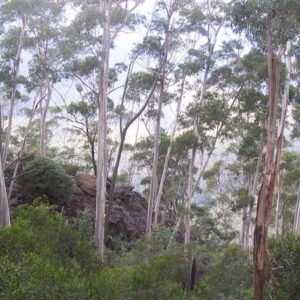 Eucalyptus oreades in bosrijke omgeving met smalle nek en uitzicht op Katoomba.