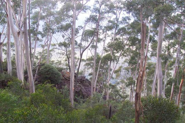Eucalyptus oreades in bosrijke omgeving met smalle nek en uitzicht op Katoomba.