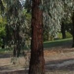 Schors van Eucalyptus sideroxylon in donkere tinten.