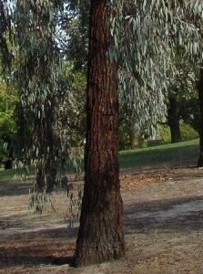 Schors van Eucalyptus sideroxylon in donkere tinten.