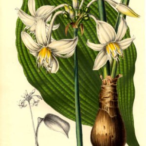 Eucharis candida bloeit met delicate witte bloemen.