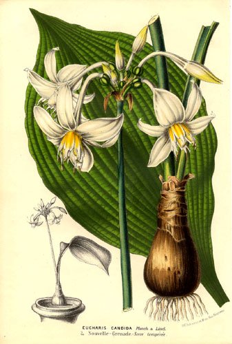 Eucharis candida bloeit met delicate witte bloemen.