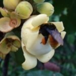 Zwarte bij Eufriesea flaviventris op gele bloem.